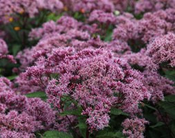 Eupatorium maculatum (Atropurpureum Group) 'Riesenschirm' (joe pye weed)