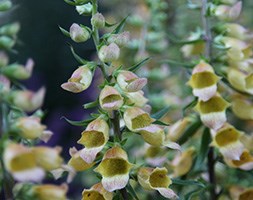 Digitalis 'Spice Island' (foxglove)