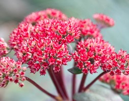 Sedum 'Red Cauli' (stonecrop)