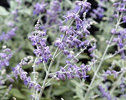 Perovskia Silvery Blue = 'Lissvery' (PBR) (Russian sage)