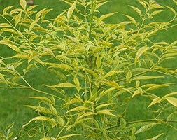 Nandina 'Bright Lights (PBR)' (heavenly bamboo)