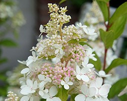 Hydrangea paniculata Confetti = 'Vlasveld02' (PBR) (hydrangea)