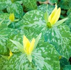 Trillium luteum