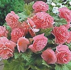 Begonia 'Blushing Star'