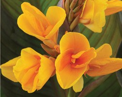 Canna 'Chocolate Sunrise' (Indian shot bulbs)