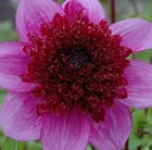 Dahlia 'Bayou' (PBR)