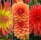 Burnt Orange Dahlia Collection