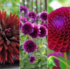 Bruised Dahlia Collection