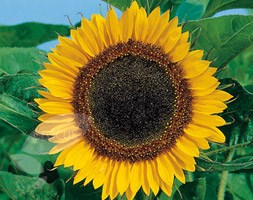 Helianthus 'Tall Single' (sunflower)