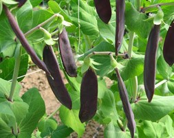 Mangetout 'Shirraz' (pea - (mangetout))