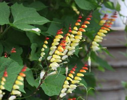 Ipomoea lobata (Spanish flag)