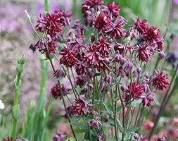 Aquilegia vulgaris var. 'Ruby Port' (granny's bonnet)