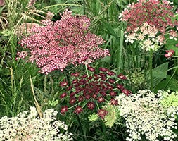 Daucus carota 'Dara' (wild carrot / ornamental carrot)