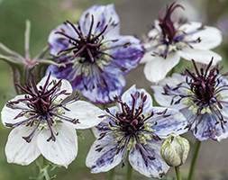 Nigella 'Delft Blue' (love-in-a-mist)