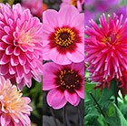 Irresistible Pink Dahlia Collection