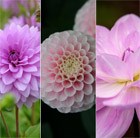 Pastel Dahlia Collection