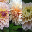 Antique Shades Dahlia Collection