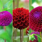 Pompom Dahlia Collection