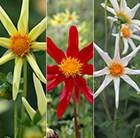 Star Like Dahlia Collection