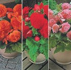 Star Begonia Collection