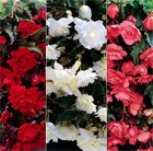 Begonia Collection for Hanging Baskets and Pots