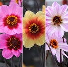 Dahlias for bees and butterflies