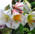 Best White Lilies