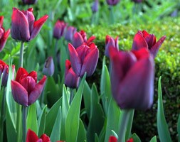 Tulipa 'Greuze' ( single late tulip bulbs)