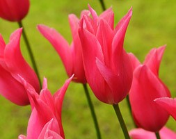Tulipa 'Jacqueline' ( tulip bulbs)