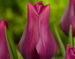 Tulipa 'Merlot' (lily flowered tulip bulbs)