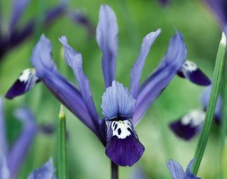 Iris 'Spring Time' (Reticulata) (iris bulbs)