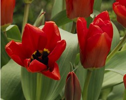 Tulipa 'Madame Lefeber' ( tulip bulbs)
