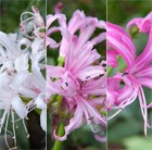 Nerine Collection