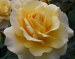 Rosa 'Sunny Sky' (Rose of the Year 2016 Rose Sunny Sky)