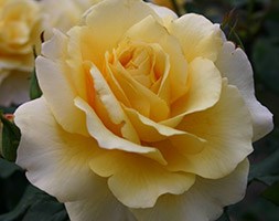 Rosa 'Sunny Sky' (Rose of the Year 2015 Rose Sunny Sky)