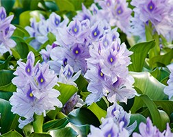 water hyacinth (water hyacinth)
