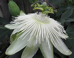 Passiflora 'Snow Queen' (passion flower)