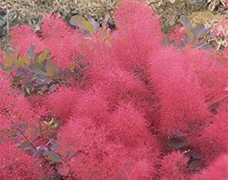 Cotinus 'Ruby Glow' (smoke bush)