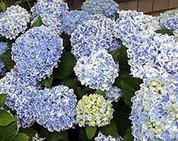 Hydrangea macrophylla 'Peppermint Blue ='RIE13' (PBR)' (lacecap hydrangea)