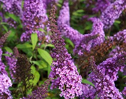 Buddleja davidii Peacock  ('Peakeep') (PBR) (butterfly bush)