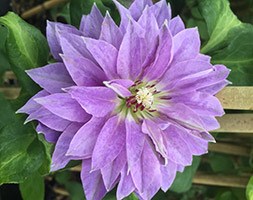 Clematis 'Princess Charlotte' (clematis (group 2))