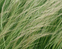 Stipa lessingiana (Siberian steppe grass)