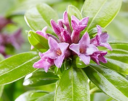 Daphne 'Sweet Amethyst' (daphne)