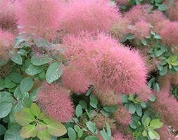 Cotinus 'Candyfloss' (smoke bush)