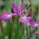 Iris sibirica Sparkling Rose