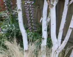 Betula utilis var. jacquemontii (west Himalayan birch multistem)