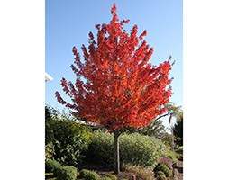 Acer rubrum Redpointe 'Frank Jr.' (PBR) (red maple)