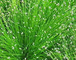 Isolepis cernua (fiber optic plant (syn Scirpus cernuus ))
