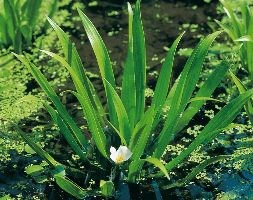 Stratiotes aloides (water soldier)