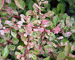 Berberis 'Starburst' (barberry)